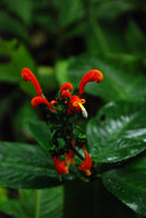 Centropogon sp., Tenorio, Costa Rica