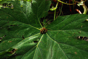 Begonia sp. bulbil close-up, Khao Yai, Thailand