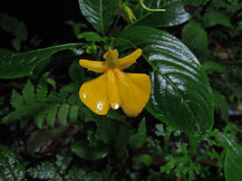 Impatiens oncidioides, Cameron Highlands, Malaysia