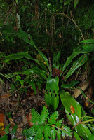 Tupistra muricata, cascade Tat Sae, Luang Prabang, Laos