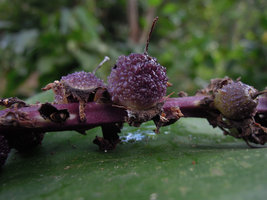 Tupistra muricata, fruit, cascade Tat sae, Luang Prabang, Laos