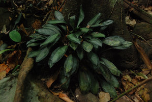 Peliosanthes argenteostriata, Khonglor, vallée Hinboun, Laos