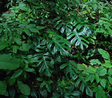 Rhaphidophora tetrasperma in habitat, Khao Sok, Thailande