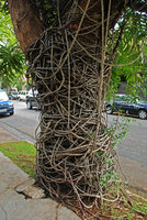 Philodendron bipinnatifidum roots at the base of a tree trunk, Sao Paulo, Brazil
