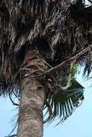 An epiphytic Schefflera fixed by its anchoring roots at the top of a Palm stipe, Joinville, Brazil