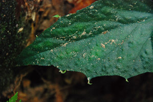 Begonia elisabethae, plantlets detail at leaf margin veins endings, Langkawi, Malaysia
