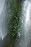 Homalomena, Ixora, Pogonatherum and mosses on rocks in waterfall, Si Phangnga NP, Thailand