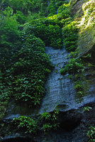 Schismatoglottis sp. population on dripping rock, Magdapio gorge, Luzon