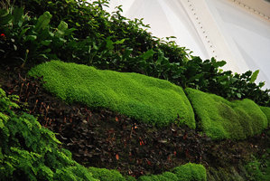 Helxine and Ludisia, Dolce Vita, Lisbon