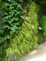 Square Vinet, Acanthus hungaricus et Acorus gramineus, June 2007