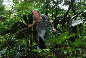 Patrick Blanc and Alocasia longiloba, plain green and purple anthocyanic forms, Tioman, Malaysia, Oct. 2010