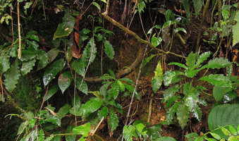 Ridleyandra quercifolia population on earth slope, Bukit Larut, Perak, Malaysia