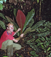 1996 - Patrick Blanc and Cybianthus anthuriophyllus, Rio Villano, Pastaza, Ecuador, Aug. 1996
