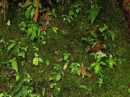 Ridleyandra quercifolia, profuse seedling population on man made mossy earth slope along the shaded summit  forest road, Bukit Larut, Perak, Malaysia