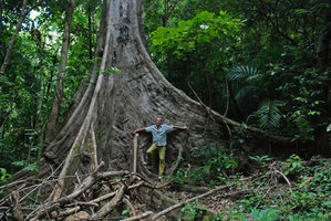 Patrick Blanc , Dracontomelon dao, El Nido, Palawan, Philippines