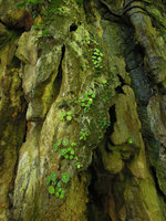 Begonia kingiana, Microchirita caliginosa and Epithema saxatile populations on a limestone cliff, Banjaran, Perak, Malaysia