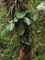 Ficus deltoidea, an emarginate leaf form, epiphytic under a Poikilospermum, Gunung Ledang, Johore, Malaysia