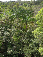 Oncosperma tigillarium clump emerging above the secondary rainforest canopy, Mac Ritchie, Singapore