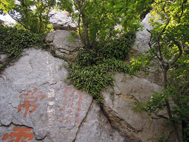 Pyrrosia assimilis, population on exposed rocks, Suzhou, China