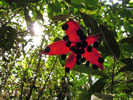 Sterculia coccinea, fruit made of five red follicles opening and exposing the black hanging seeds, Mac Ritchie, Singapore