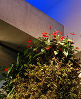 MONA, Museum of Old and New Art, Anthurium andreanum, Hobart,Tasmania, Jan.2011