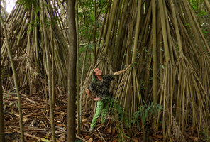 2016 - Patrick Blanc in a natural Pandanus population along forest stream, Port Moresby Botanical Garden, Papua New Guinea, March 2016
