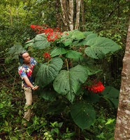 2023 - Patrick Blanc and a huge leaved form of Clerodendrum japonicum, Mae Surin NP, Thailand, Oct. 2023