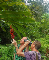 2024 - Patrick Blanc and Pascal Heni filming Alpinia nutans in Seram, Moluccas, April 2024