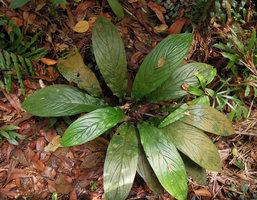 Tacca integrifolia, leaf display allowing perfect shade avoidance, Mac Ritchie, Singapore