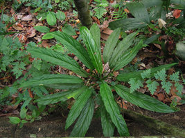 Aglaonema simplex, shade avoidance of the leaves, Trengganu, Malaysia