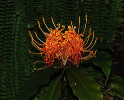 Birth, Clinique des Fleurs, Issy-les-Moulineaux, France, June 3rd 1953