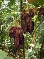 Thottea grandiflora, flowers not fully open, Mac Ritchie, Singapore