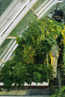 Cité des Sciences et de l\&#039;Industrie, Paris, un Panneau Végétal, 1986