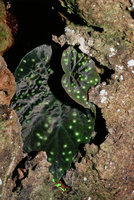 Begonia integrifolia - Thailand