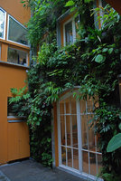 Patio, Fatsia polycarpa side