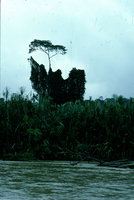 Convolvulaceae - Rio Villano - Equateur