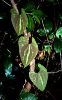 Dioscorea sp, Chapada do Araripe, Ceara, Brazil