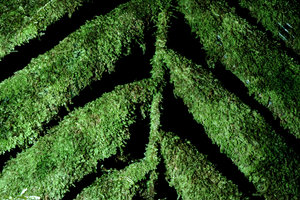 Epiphylles on palm tree  -  Guyane