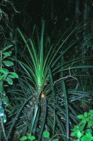 Greigia sphacelata - Chili