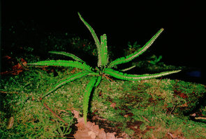 Lindsaea sp - Guyane