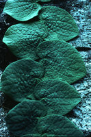 Piper obtusissimum (syn. P.  clypeatum), shingle leaves appressed to tree trunk thus exhibiting thigmotropism,  Sumatra