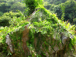 Pothos sp on Rocks, Along Bay - Vietnam