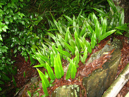 Pyrrosia lingua on rocks - Taiwan
