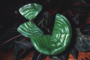 Schizaea elegans  -  Peru
