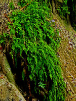 Adiantum capillus-veneris, Erawan - Thailand