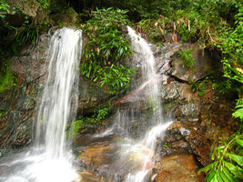 Ficus in waterfall - Doi Inthanon Thailande