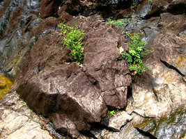Ixora and Phyllanthus on rocks East Thailande