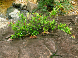 Ixora on rocks near a waterfall, East Thailand