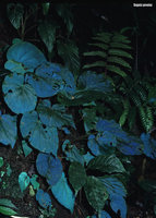Begonia pavonina , Malaysia