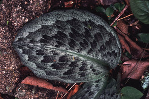 Kaempferia pulchra  -  Thailand